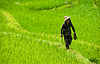 Gdzieś na polach ryżowych w Yuanyang